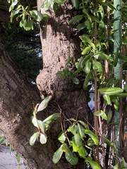 Calophyllum inophyllum