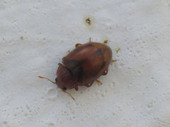 Rhyzobius litura