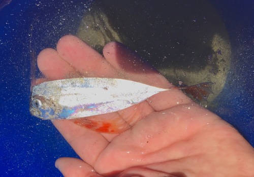 Blackflash ribbonfish (Trachipterus jacksonensis) — Trachipteridae — 3
