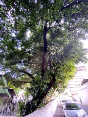 Calophyllum inophyllum