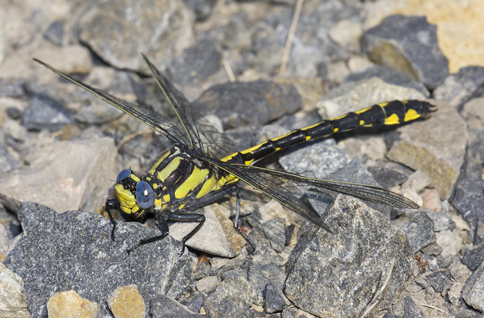 Phanogomphus Clubtails