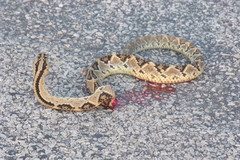 Crotalus tzabcan