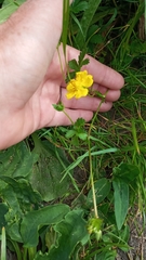 Potentilla anglica