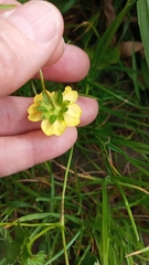 Potentilla anglica