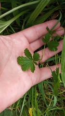 Potentilla anglica