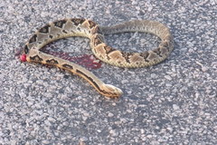 Crotalus tzabcan