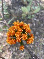 Eucalyptus phoenicea