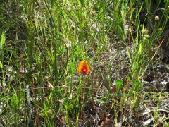 Isotropis cuneifolia
