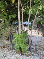 Cassia fistula
