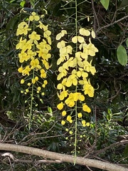 Cassia fistula