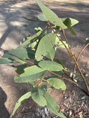 Eucalyptus phoenicea