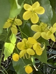 Cassia fistula