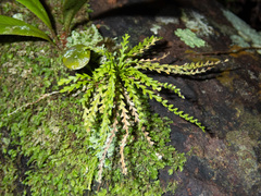 Calymmodon cucullatus