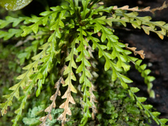 Calymmodon cucullatus