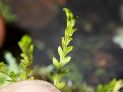 Calymmodon cucullatus