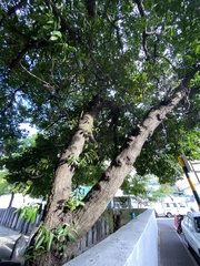 Calophyllum inophyllum