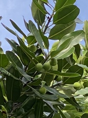 Calophyllum inophyllum
