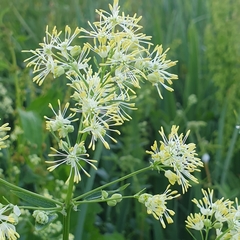 Thalictrum flavum
