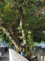 Calophyllum inophyllum