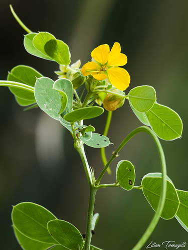 American Sicklepod