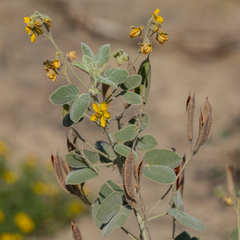 Senna durangensis