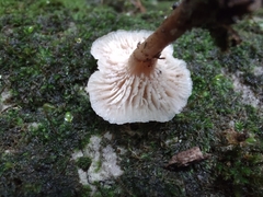 Lentinellus subaustralis