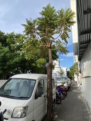 Azadirachta indica