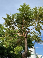 Azadirachta indica