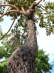 Azadirachta indica