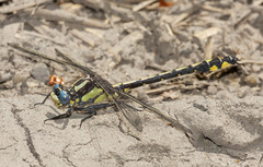 Phanogomphus kurilis