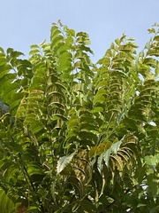 Azadirachta indica