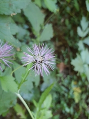 Galactites tomentosus