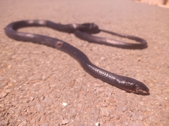 Dolichophis jugularis