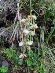 Pyrola morrisonensis