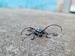 Plectrodera scalator