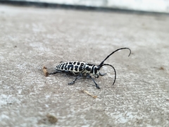 Plectrodera scalator