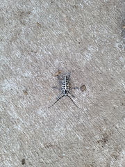 Plectrodera scalator