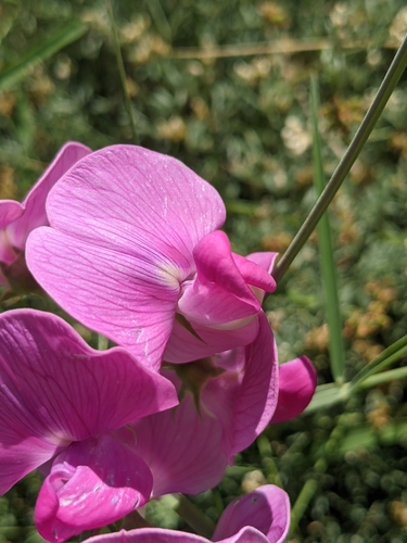 Lathyrus latifolius