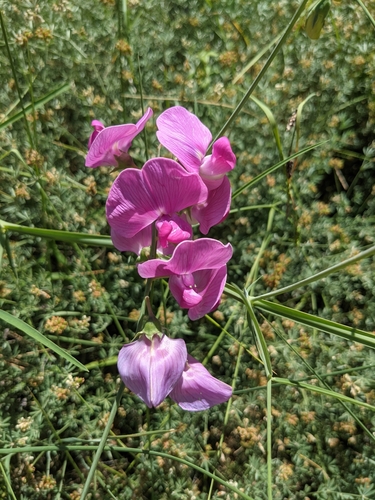 Lathyrus latifolius