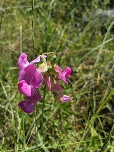 Lathyrus latifolius