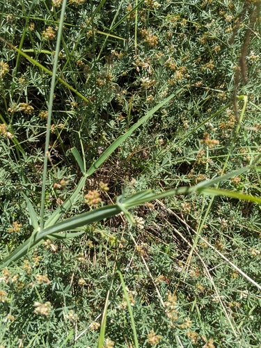 Lathyrus latifolius
