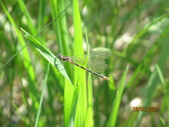 Coenagrion pulchellum
