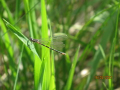 Coenagrion pulchellum