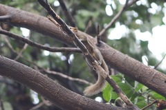 Callosciurus notatus