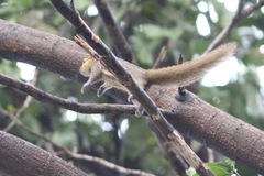 Callosciurus notatus