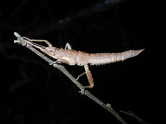 Canachus
