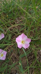 Convolvulus arvensis
