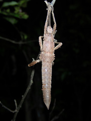 Canachus