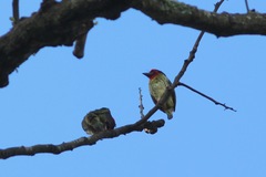 Psilopogon haemacephalus roseus