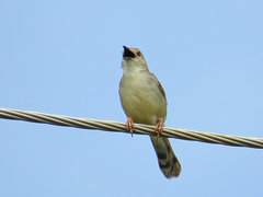 Cisticola chiniana